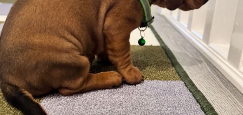 0423a912 aaa0 4775 93ff 13b6112d5256