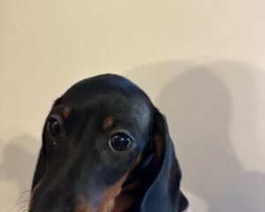 05f9e63b 5d42 4aa9 96e0 04a73f45ab3c