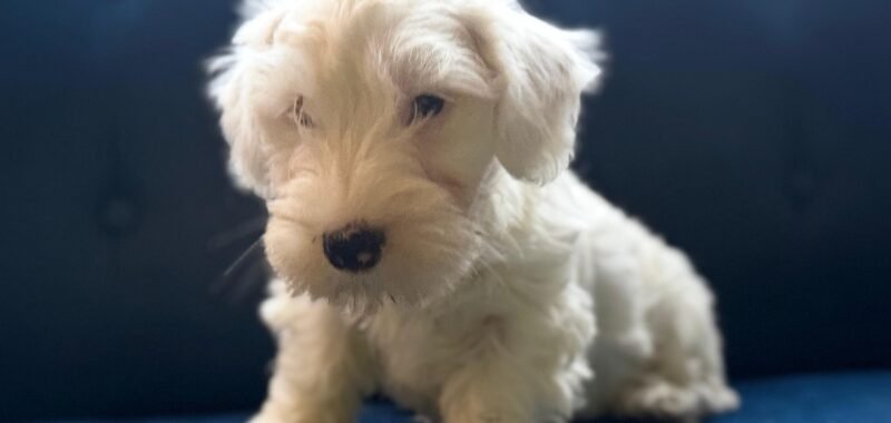 19150308 46e0 40ee 99d1 a8706a450cfc