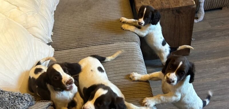 1bcda71e 8de7 45a1 aa21 4cff50120a8b