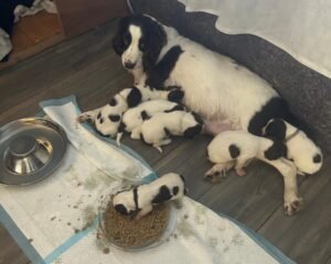 2167c026 4ce6 4b66 a175 5c8237145df8