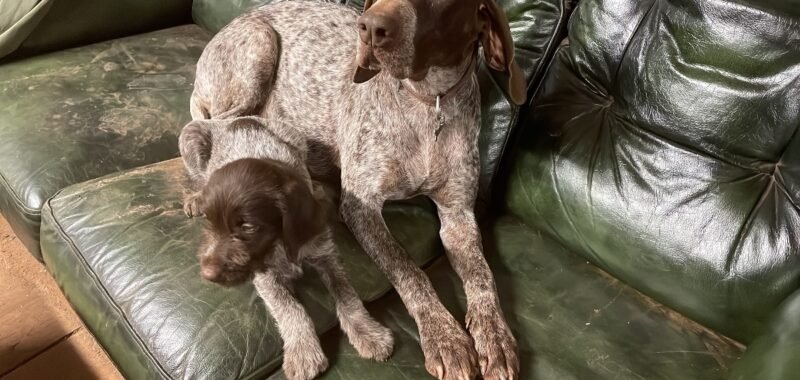 33E83ED3 3F94 4E70 9822 CC1DE6B255AB