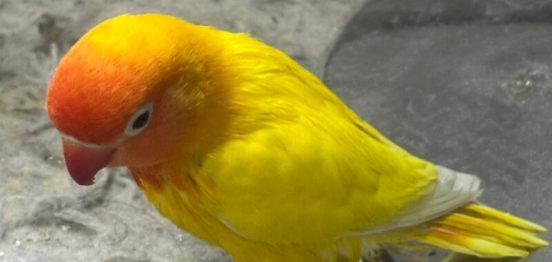 43d6447c aec9 45c6 8f3d 7e03665576a8