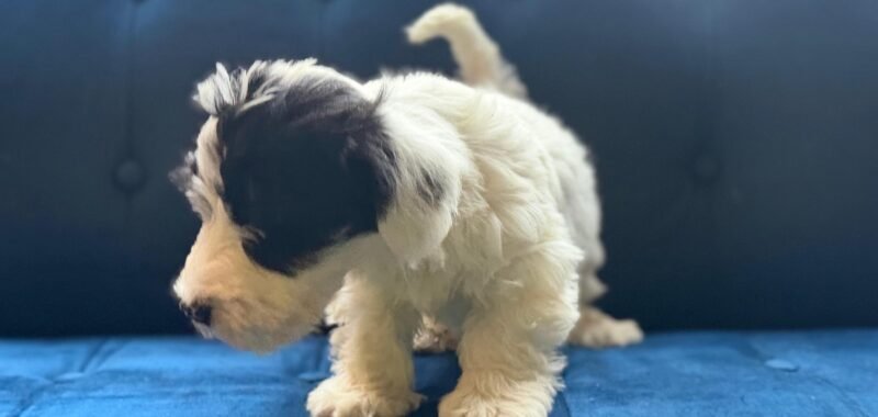 59d5f304 211b 4210 b6bb 01b39deeff0f