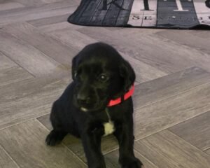 60200736 3e48 4ee9 babc 53baaac2ab12