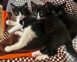 6a0ec28b fc64 47d8 9e7a 2564b2647f71