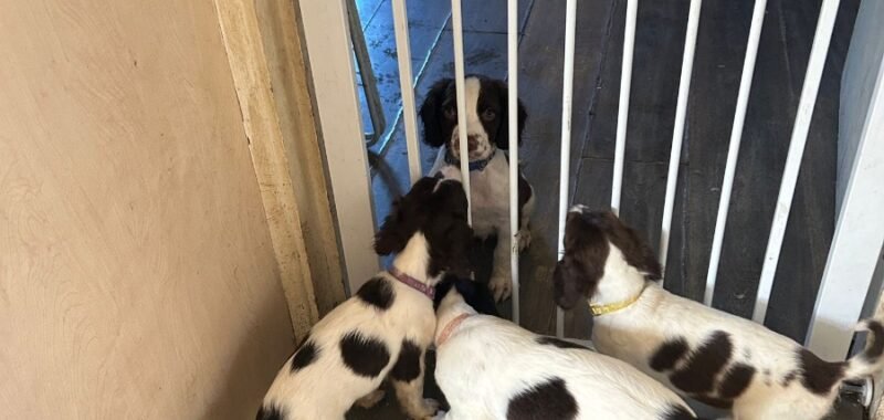 6f11e31a 184c 4233 ba67 84d312f3a9db