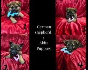 7fa771bb 81dc 4caa 8b5f 2cf710b8f21a