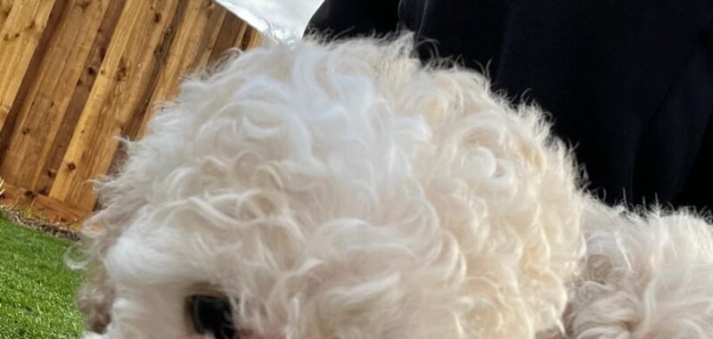 97411a8f ea71 4d79 9297 4178c45ad14d