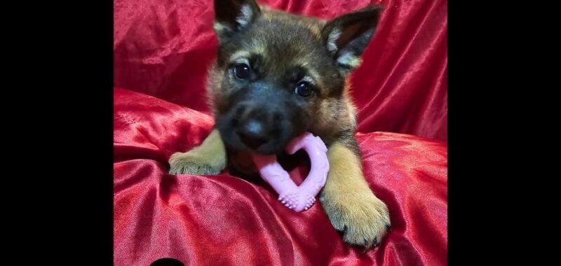 97954198 4527 41df a65d 48a8de6df363