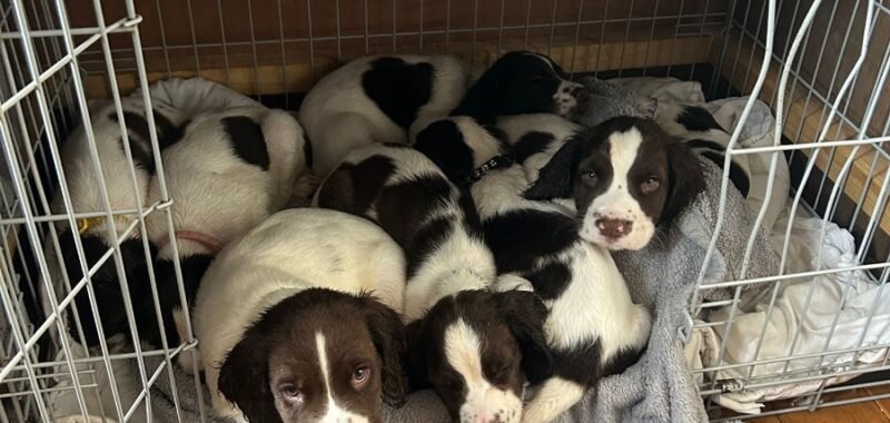 97f9440d 14ec 46ec b942 01f1a01bc45d