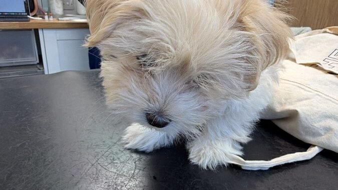 A77EF6CA 6AE8 4627 97D7 E4B0F7D96594