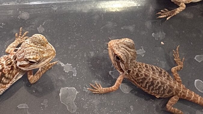 E7DC951D 655A 4332 9AC7 31BD45F98CDD