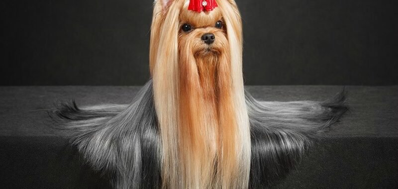 Happy French Lover des Grappes Noires 2