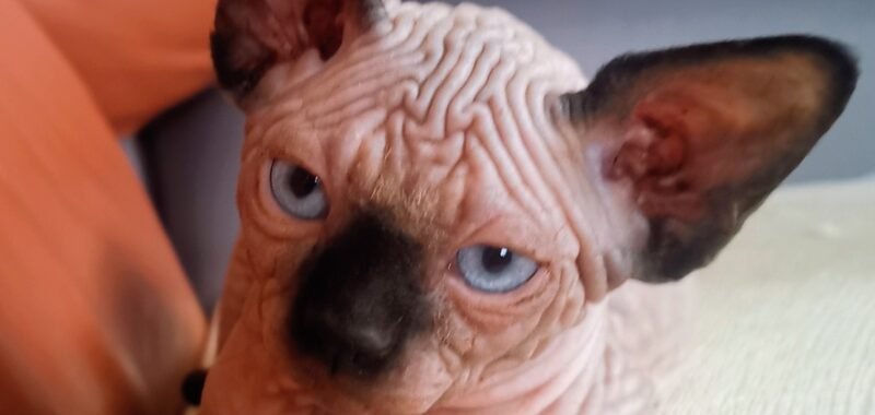 IMG 20251026 1256092