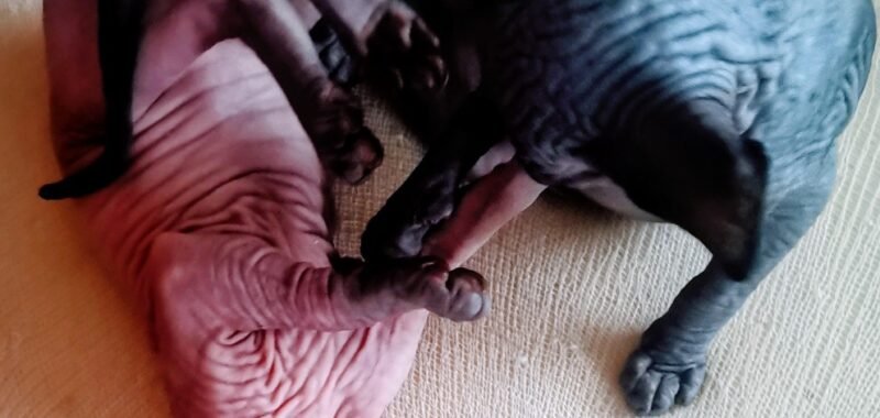 IMG 20251026 1258152