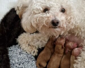 MUM WITH PUPS 1