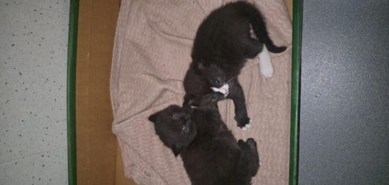 Messenger creation 10F51D22 37F0 49B7 9A8E F0B0349D4F55