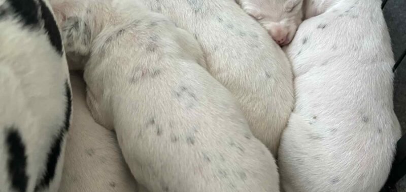 Messenger creation 3CB83809 9FB1 4A2C AA32 9E089D47B487