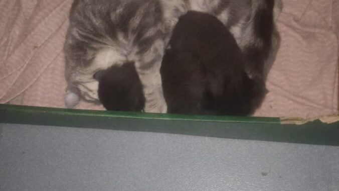 Messenger creation 9D9F73CC 2926 44FF A57D B75E8996DB8D