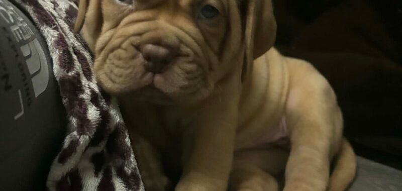 Messenger creation C797136D F37A 4A02 A3F8 F94936A396E9