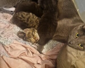 Screenshot 20251031 151739 Gallery