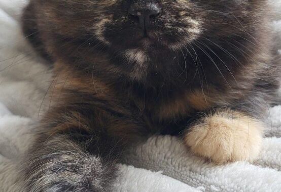 Screenshot 20251103 225701 Gallery