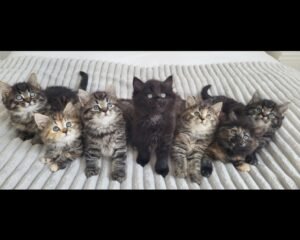 Screenshot 20251103 225714 Gallery