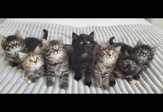 Screenshot 20251103 225714 Gallery