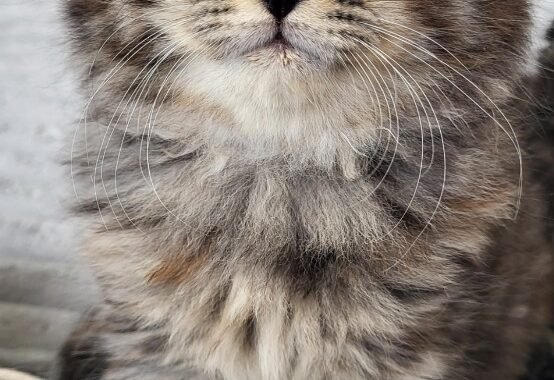 Screenshot 20251103 225721 Gallery