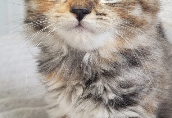 Screenshot 20251103 225733 Gallery