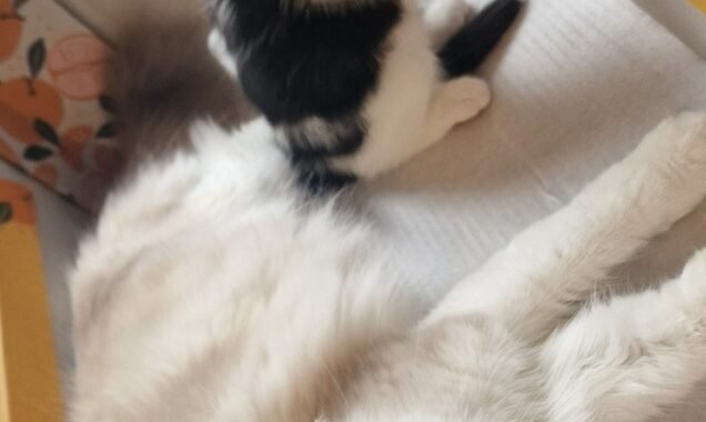 Screenshot 20251115 103151 Gallery