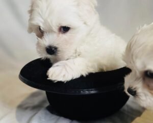 WhatsApp Image 2025 11 21 at 19.19.14