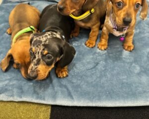 a9431c66 41e9 428b a067 f7c954d802cb