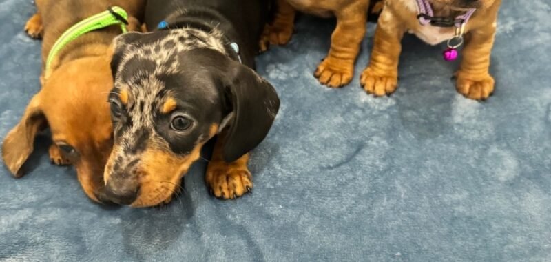 a9431c66 41e9 428b a067 f7c954d802cb