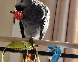 african gray hand reared for sale 1451447