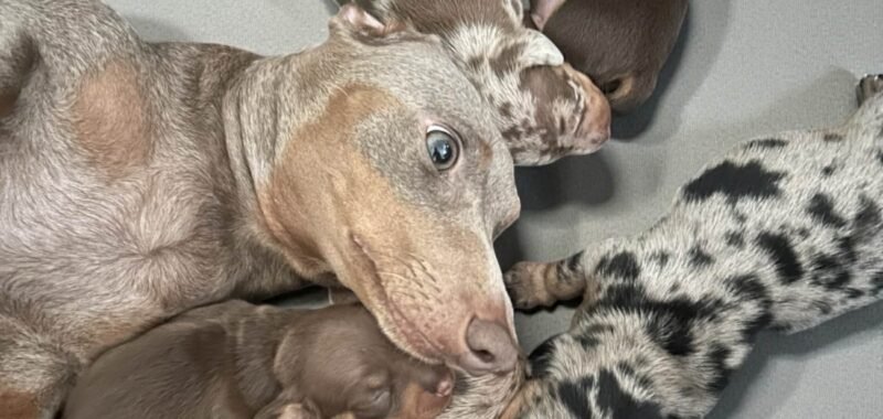 att.Sn0kNrbiwMdPV5Y3U0d0eoD48qJzAP4yL0yUoqtSTdA