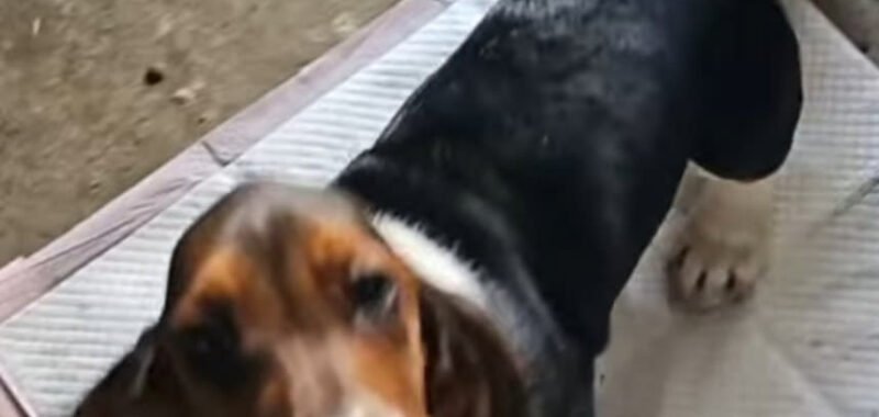 basset 1