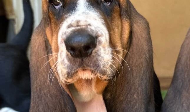 basset 4