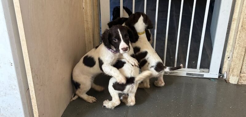 c8178a0e 8ae0 445b a69c 1e8a8b932585