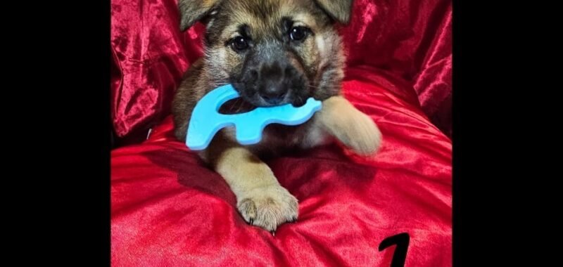 cc4e26ba c0c3 4227 87e1 78d0291e19a8