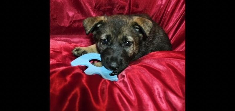 fb424e9f ef60 44bd 93da e3ac84e449d9