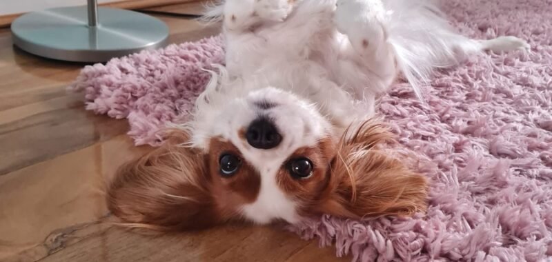 motion photo 2667421444287402339