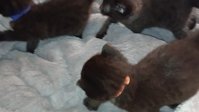 video 20251101 1152445