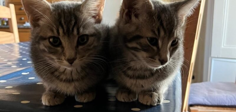 1AF04C98 AD56 4430 BA94 F3B2A091F77D