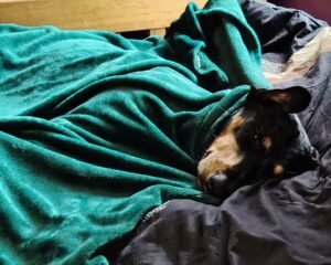 1f4a318b 3f29 458b aa2c 59125cef6dd5 1 all 95