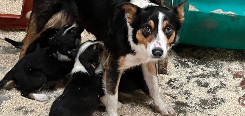 1f946f15 3df5 42ab a8c2 e1258cc9e2af