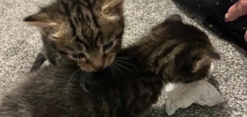 4e0e012a e406 4dfb 8ffa e27b88a7f551