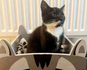 581DF7EF 49EB 4B0B BCFA 80FCEEF89333