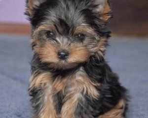 61b7a949401ee6e1912880fdcb9e5dad